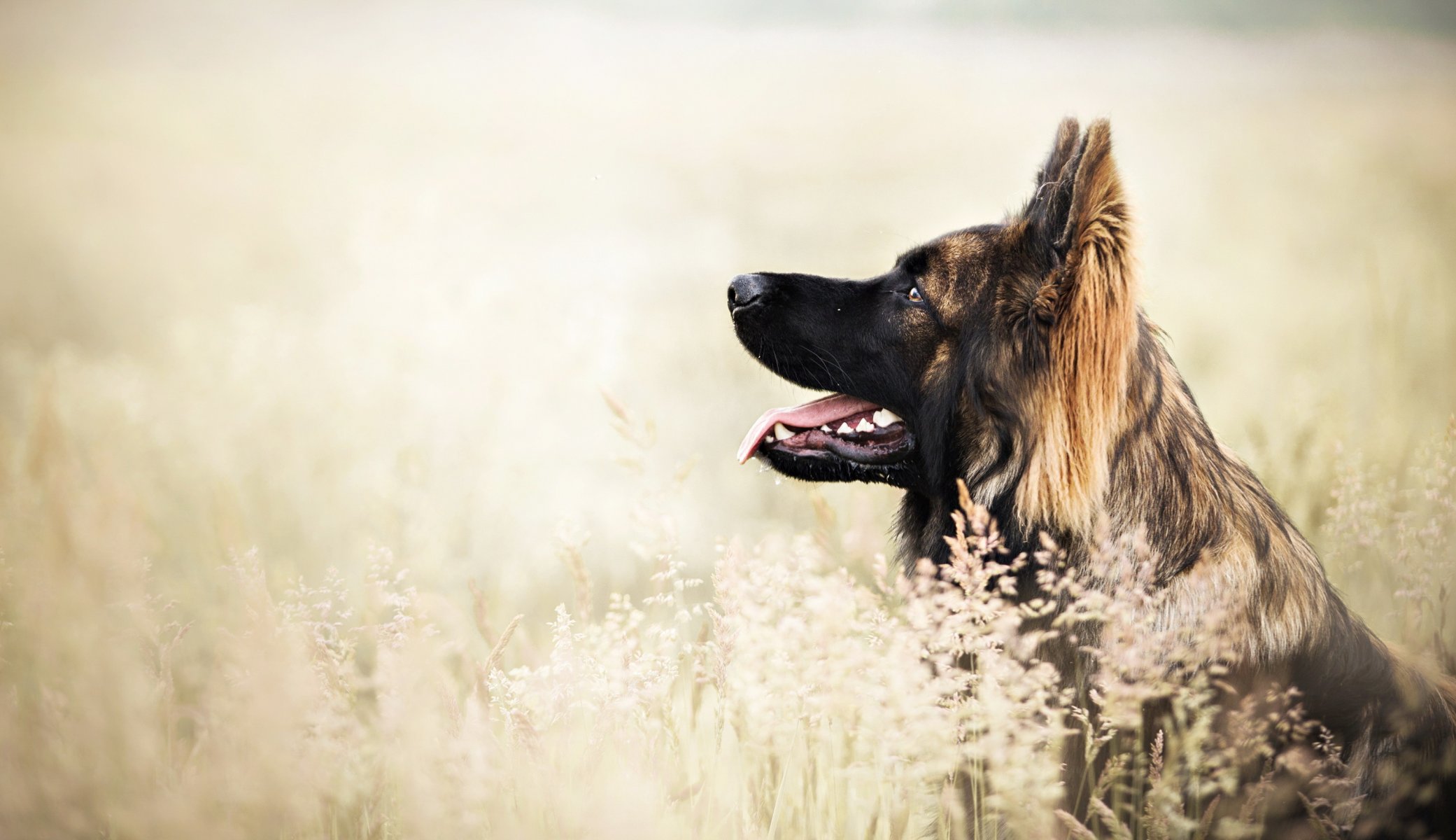 Взыскание ущерба при укусе собаки в Алхан-Юрте