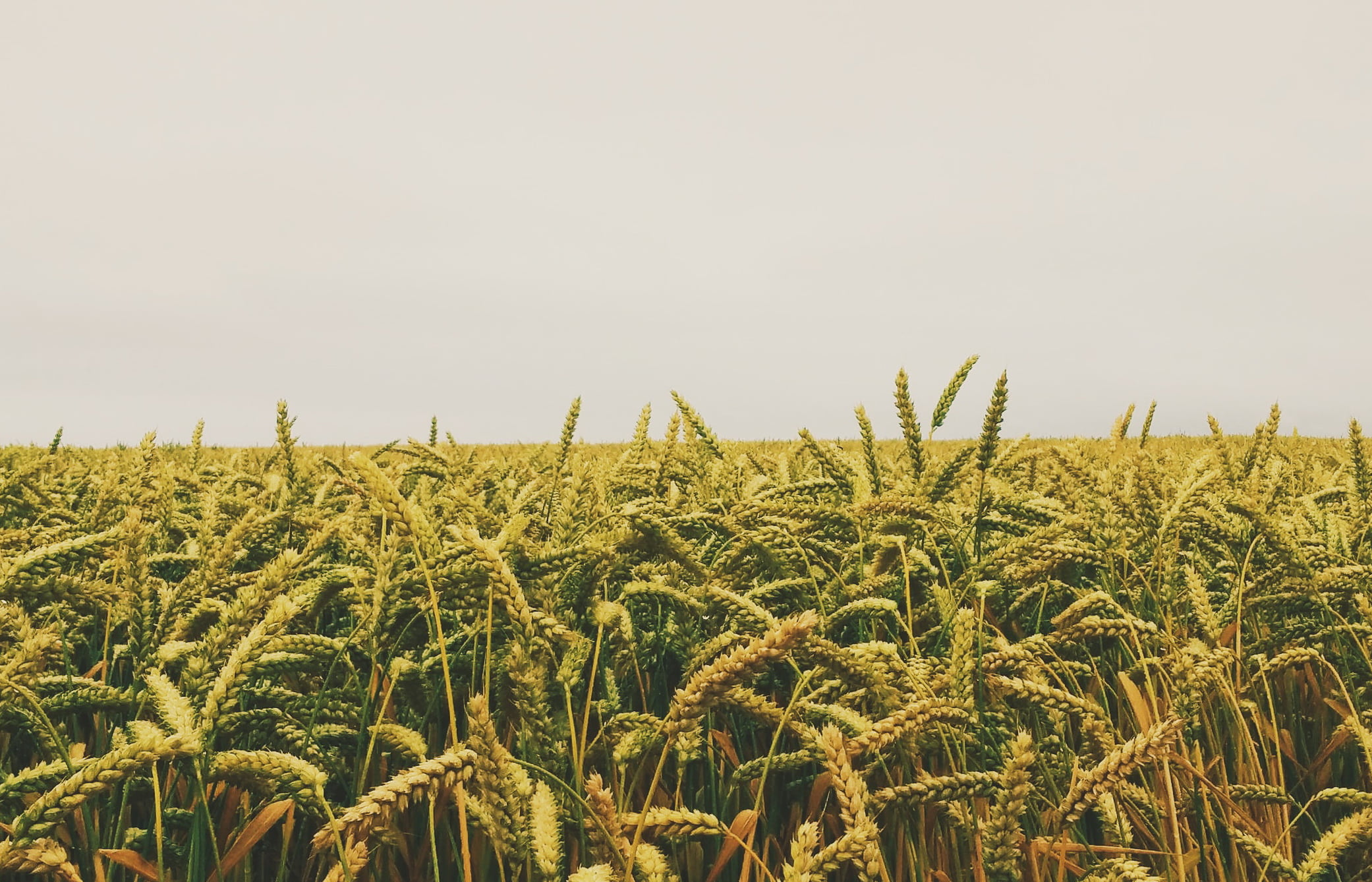 Юрист по земельным спорам в Алхан-Юрте. Услуги земельного юриста.